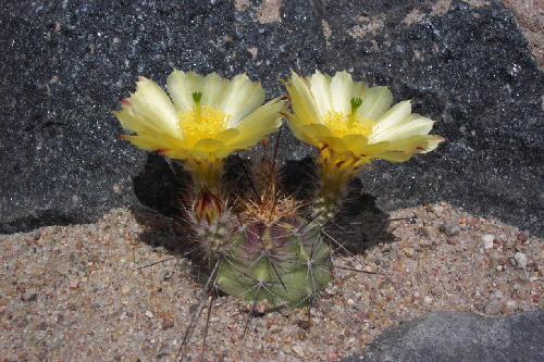 echinocereus ochoterenae